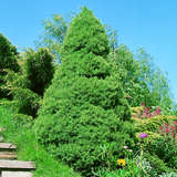 Picea glauca 'Conica' - Zuckerhutfichte