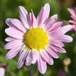 Chrysanthemum kor. 'Hebe': Bild 2/3