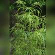 Acer palmatum 'Koto-no-ito': Bild 10/10