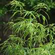 Acer palmatum 'Koto-no-ito': Bild 6/6