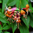 Lonicera henryi: Bild 1/4