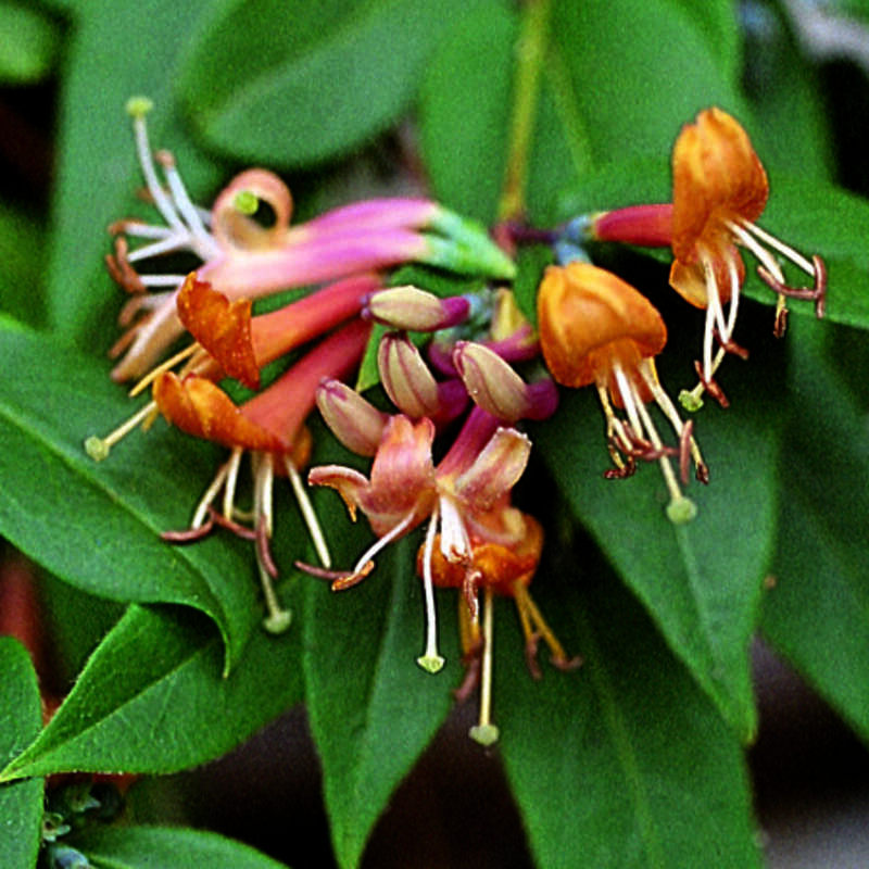 Schlingendes Geißblatt Lonicera henryi mehrfärbig