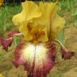 Iris germanica 'Flamenco': Bild 1/1