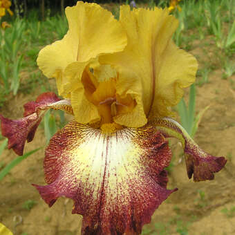 Iris germanica 'Flamenco'