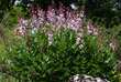 Dictamnus albus: Bild 6/7