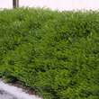 Lonicera pileata 'Moosgrün': Bild 1/6