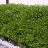 Lonicera pileata 'Moosgrün' - Immergrüne Heckenkirsche