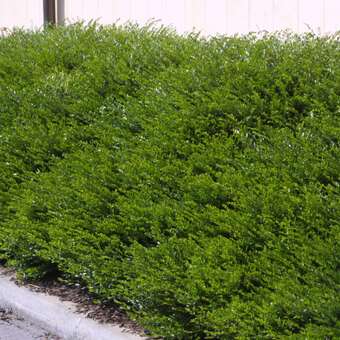 Immergrüne Heckenkirsche - Lonicera pileata 'Moosgrün'