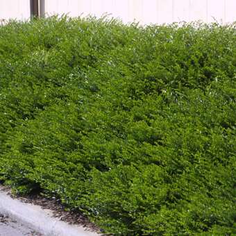 Lonicera pileata 'Moosgrün'