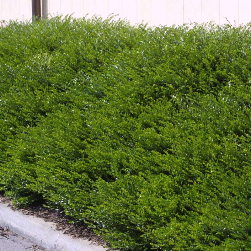Immergrne Heckenkirsche - Lonicera pileata 'Moosgrn' - wei