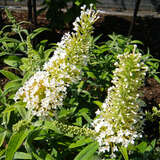 Buddleja davidii 'White Ball' - Zwerg-Sommerflieder