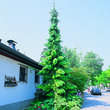 Picea omorika 'Pendula': Bild 1/1