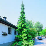 Picea omorika 'Pendula' - Hängende Serbenfichte