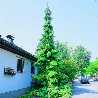 Picea omorika 'Pendula'