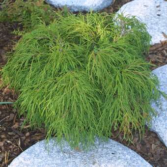 Chamaecyparis pisifera 'Filifera Nana'