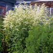 Artemisia lactiflora 'Elfenbein': Bild 2/2