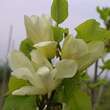 Magnolia 'Elizabeth': Bild 2/7