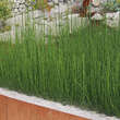 Equisetum scirpoides: Bild 2/3