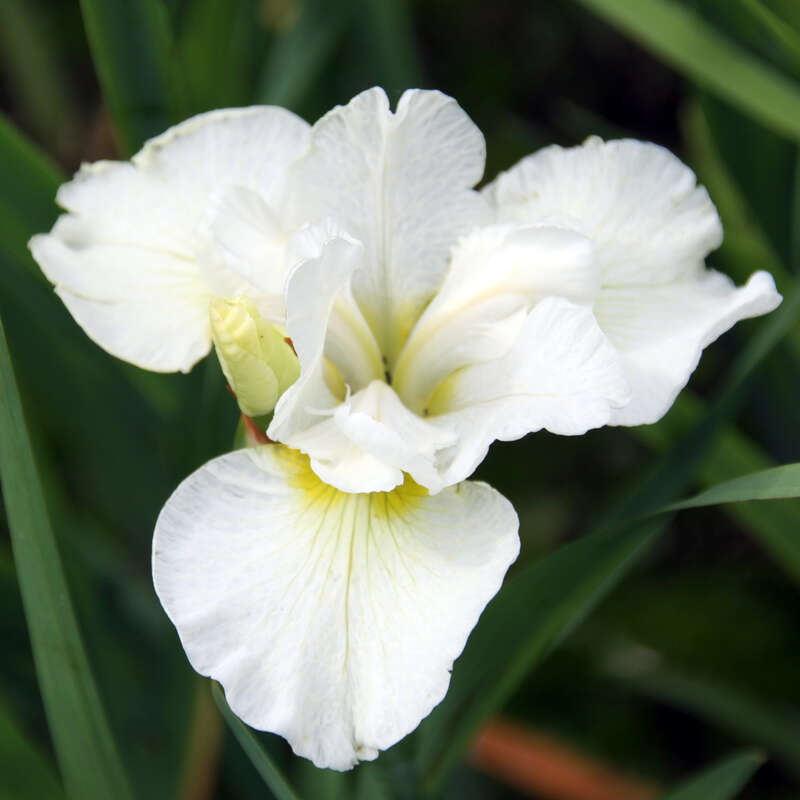 Sibirische Schwertlilie Iris sibirica 'Limeheart' weiß
