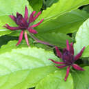 Calycanthus floridus - Gewürzstrauch, dunkelrotbraun