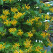 Lonicera tellmanniana: Bild 3/4