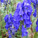 Aconitum carmichaelii 'Arendsii' - Eisenhut