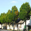 Carpinus betulus 'Fastigiata': Bild 5/11