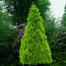 Chamaecyparis lawsoniana 'Golden Wonder' - Goldzypresse