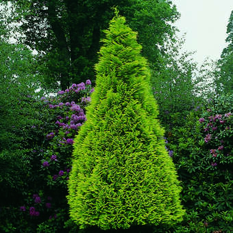 Chamaecyparis laws. 'Golden Wonder'