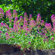 Centranthus ruber 'Coccineus': Bild 5/6