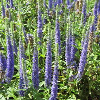 Veronica spicata 'Royal Candles'