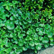Asarum europaeum: Bild 1/3