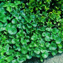 Asarum europaeum - Haselwurz