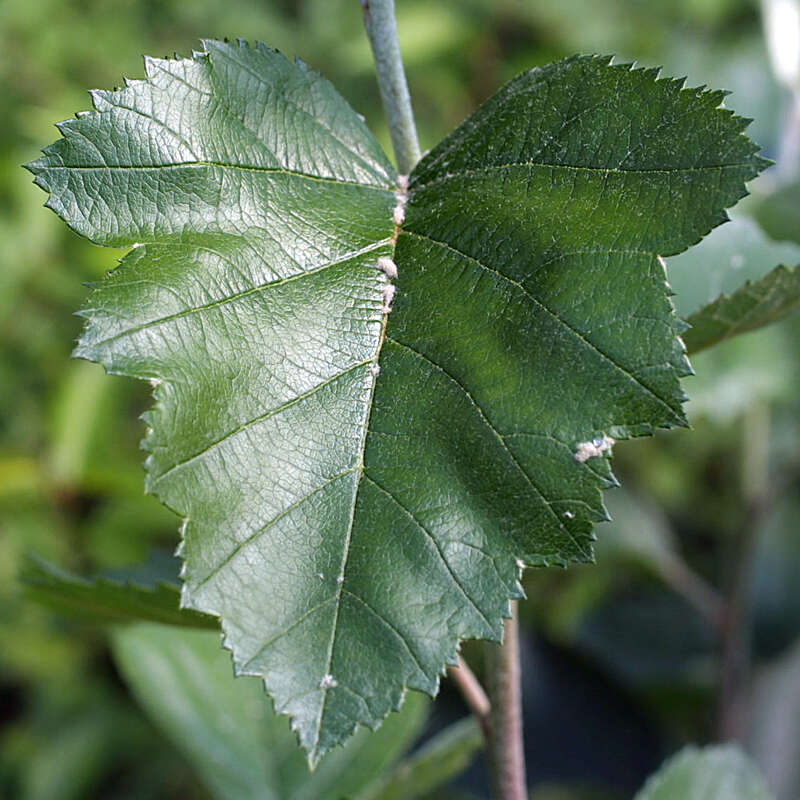 Silberpappel Populus alba 'Nivea'