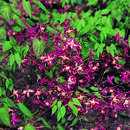 Epimedium rubrum - Elfenblume