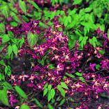 Epimedium rubrum - Elfenblume