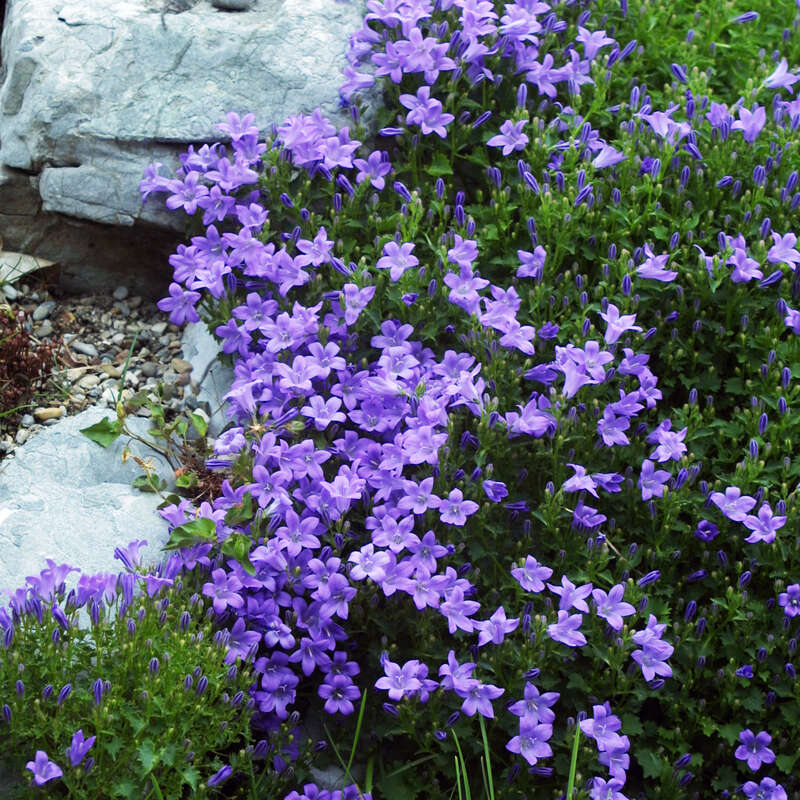 TeppichGlockenblume Campanula portenschlagiana blau
