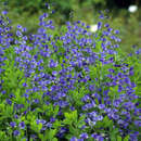 Baptisia australis - Indigolupine