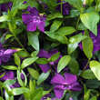 Vinca minor 'Atropurpurea': Bild 1/5