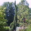 Sequoiadendron giganteum 'Pendulum': Bild 1/1