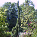 Sequoiadendron giganteum 'Pendulum' - Hänge-Mammutbaum