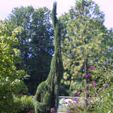 Sequoiadendron giganteum 'Pendulum' - Hänge-Mammutbaum