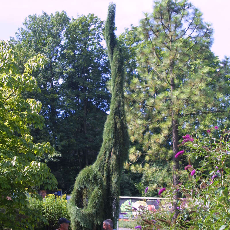 Hnge-Mammutbaum - Sequoiadendron giganteum 'Pendulum' - grn