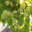 Prunus dom. 'Quillins Ringlotte': Bild 2/2
