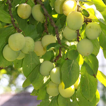 Prunus domestica 'Quillins Ringlotte'