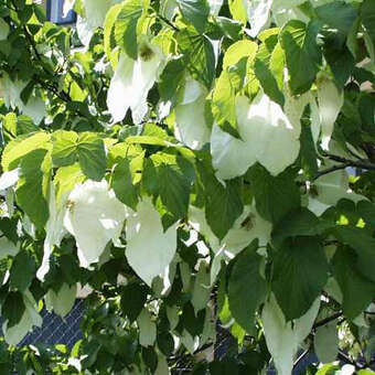 Davidia involucrata