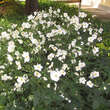 Anemone 'Honorine Jobert': Bild 7/7