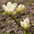 Magnolia 'Elizabeth': Bild 5/7