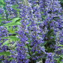 Vitex agnus-castus latifolia - Großblättriger Mönchspfeffer