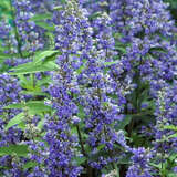 Vitex agnus-castus latifolia - Großblättriger Mönchspfeffer